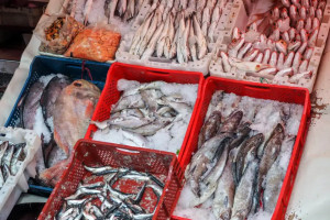 Жетварски песни: гласът на труда в полето